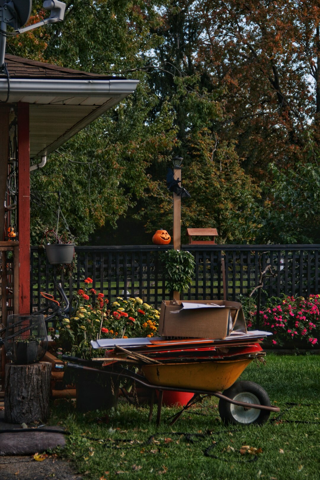 senior gardening in backyard